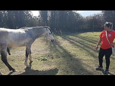 Fiquei toda molhada ao ver o tamanho do membro de um cavalo !!! Queria que meu namorado fosse assim !!! Paty Bumbum, El Toro De Oro